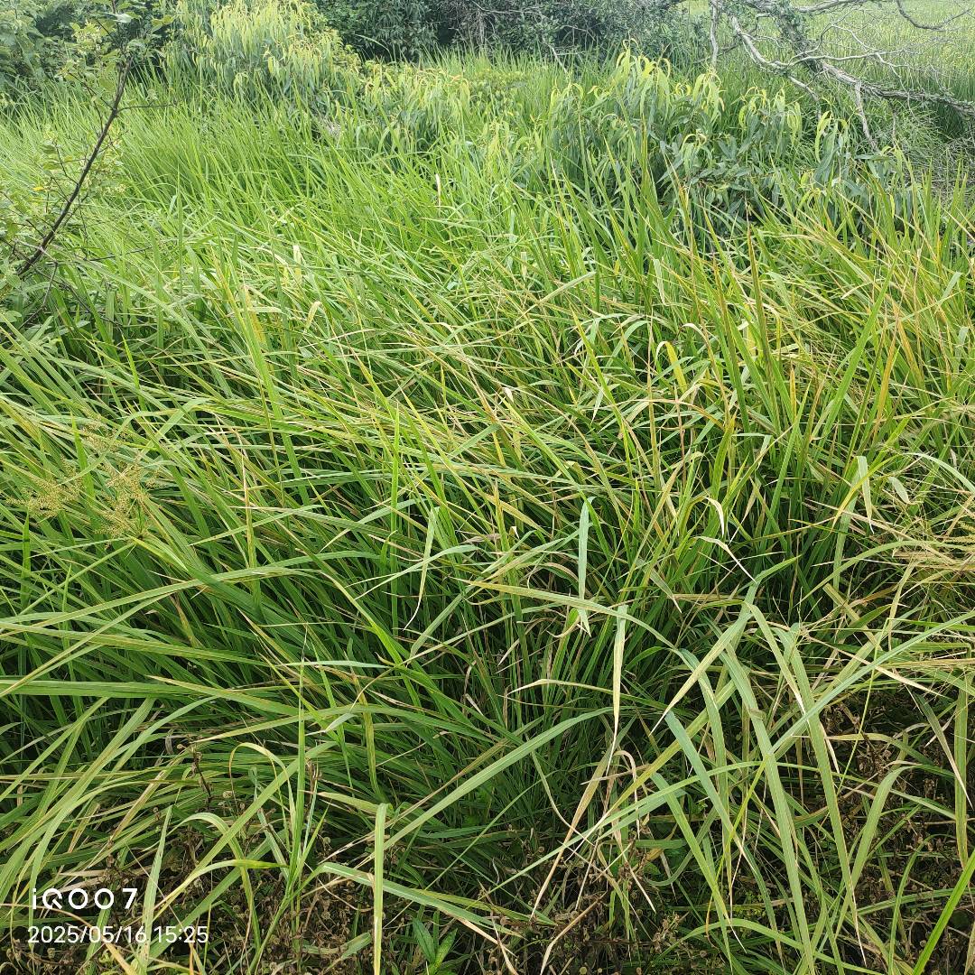 水稻根结线虫