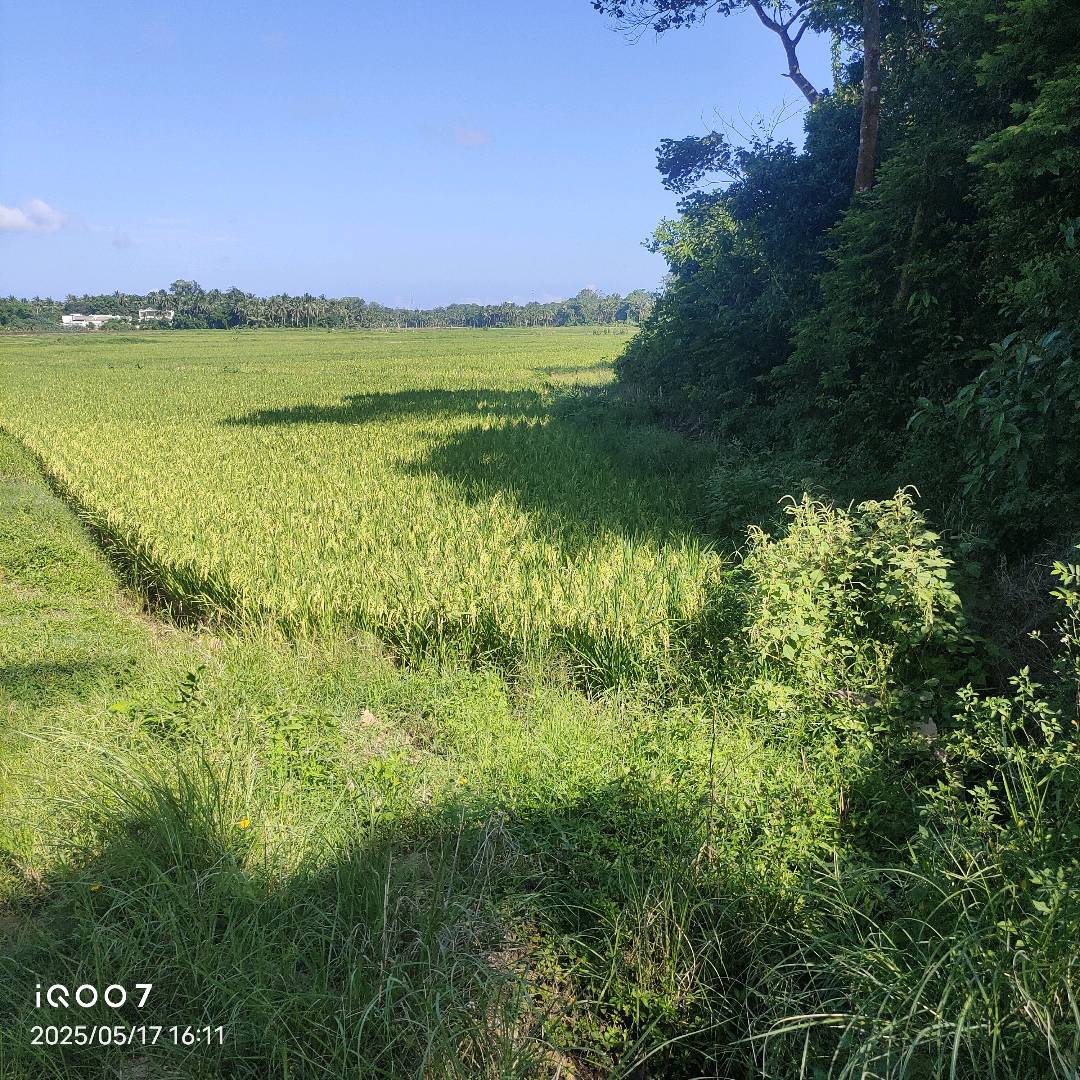 水稻根结线虫
