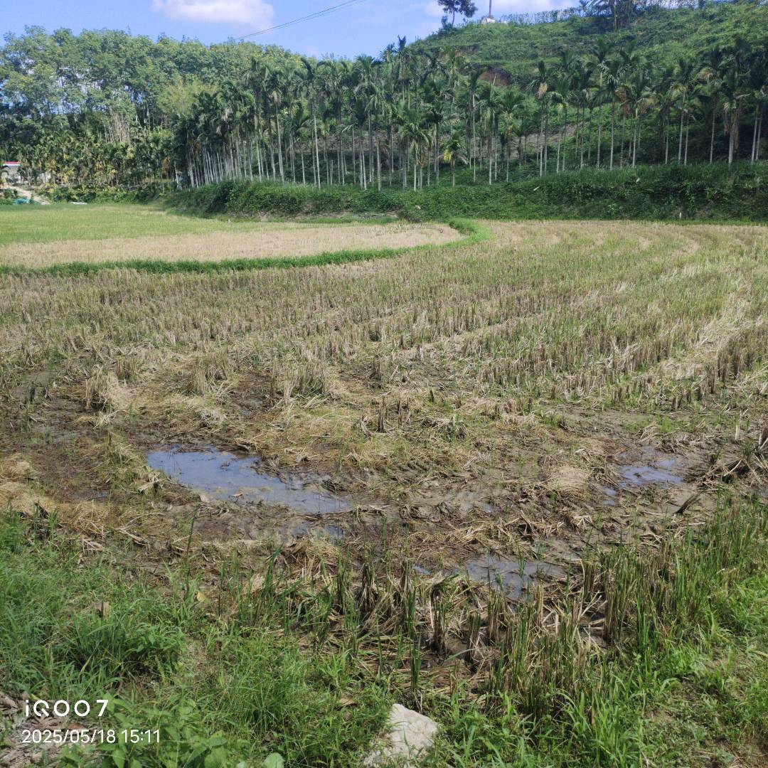 水稻根结线虫