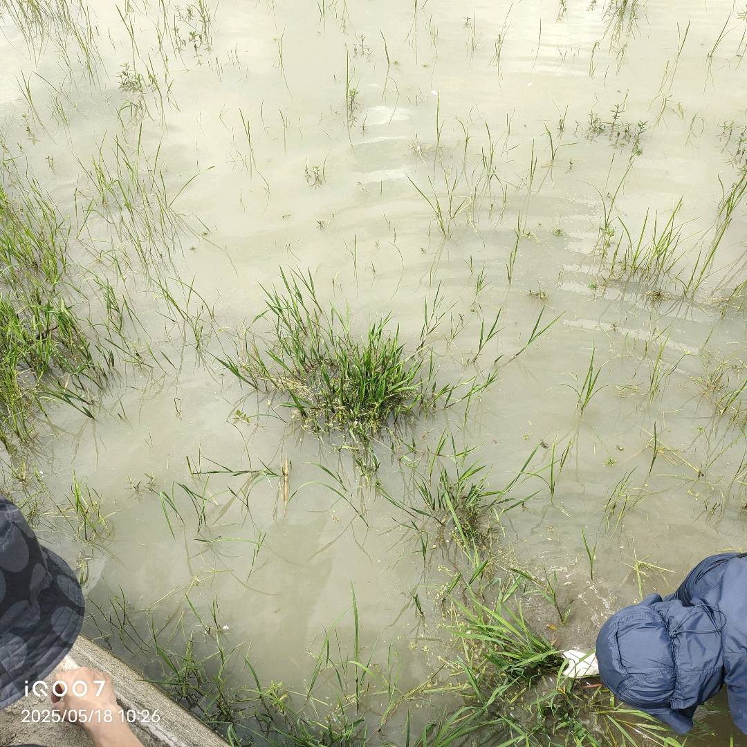 水稻根结线虫