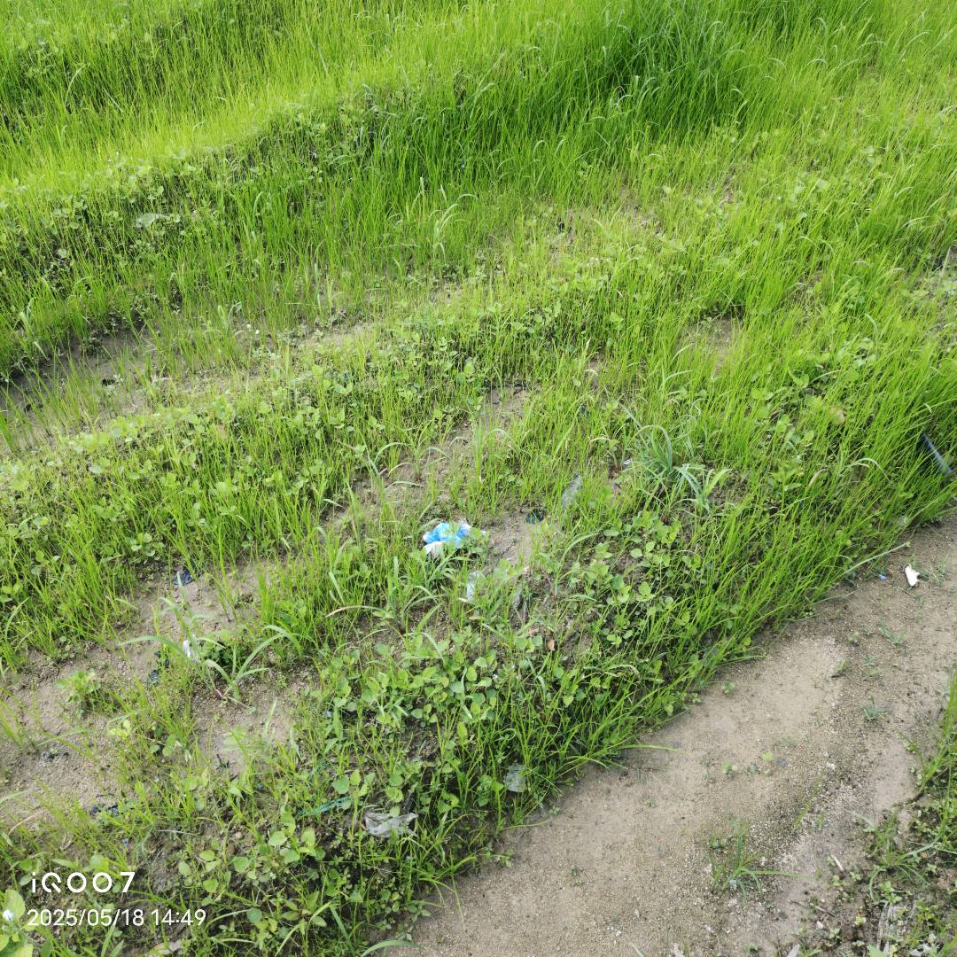 水稻根结线虫
