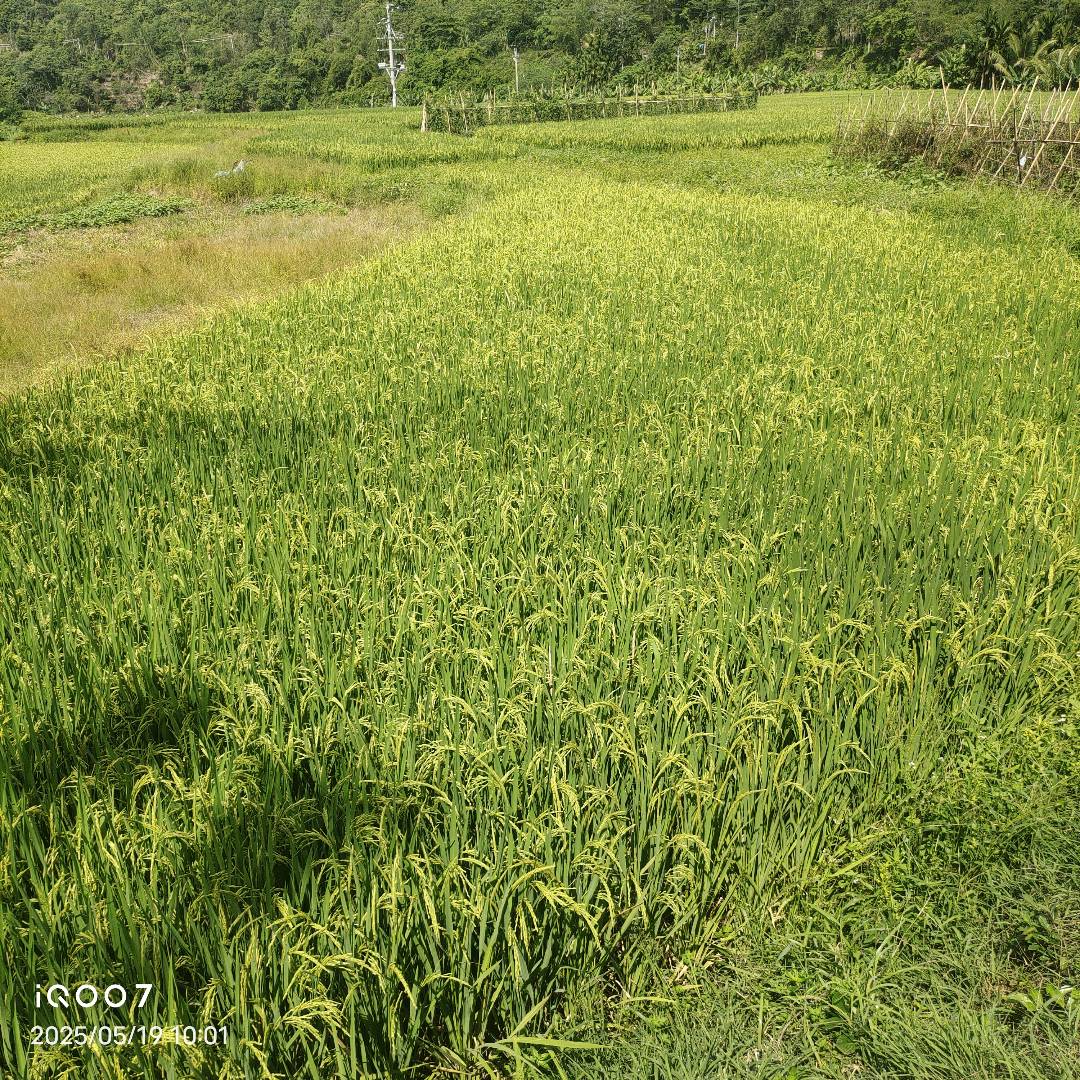 水稻根结线虫