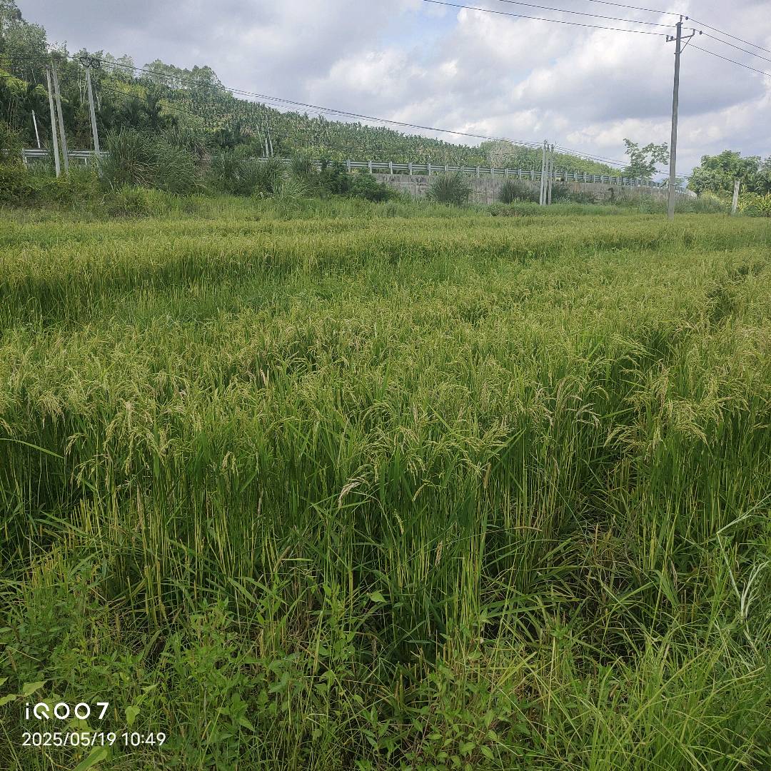 水稻根结线虫
