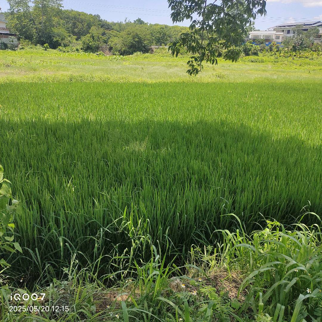 水稻根结线虫