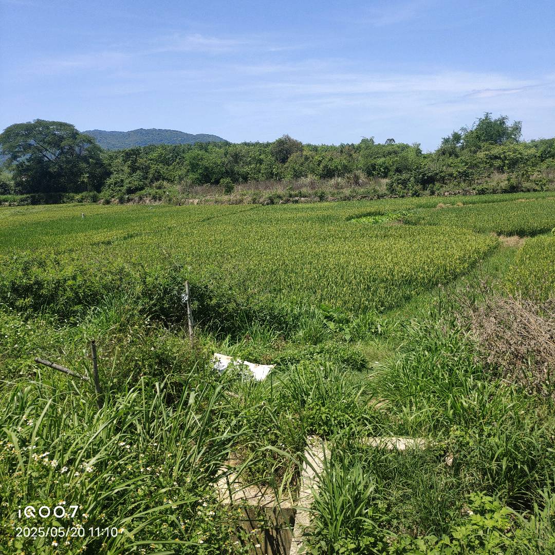 水稻根结线虫