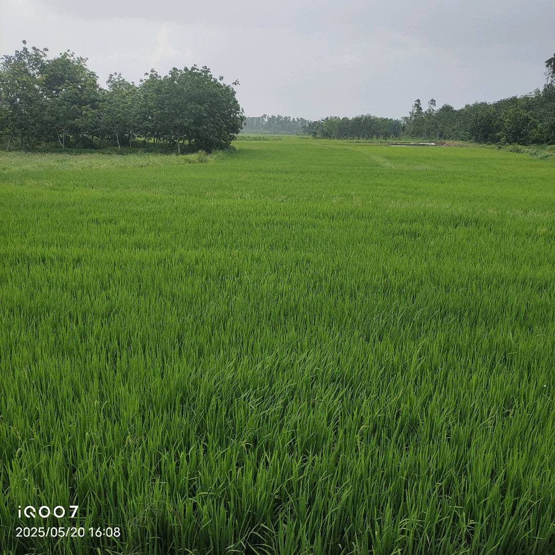水稻根结线虫