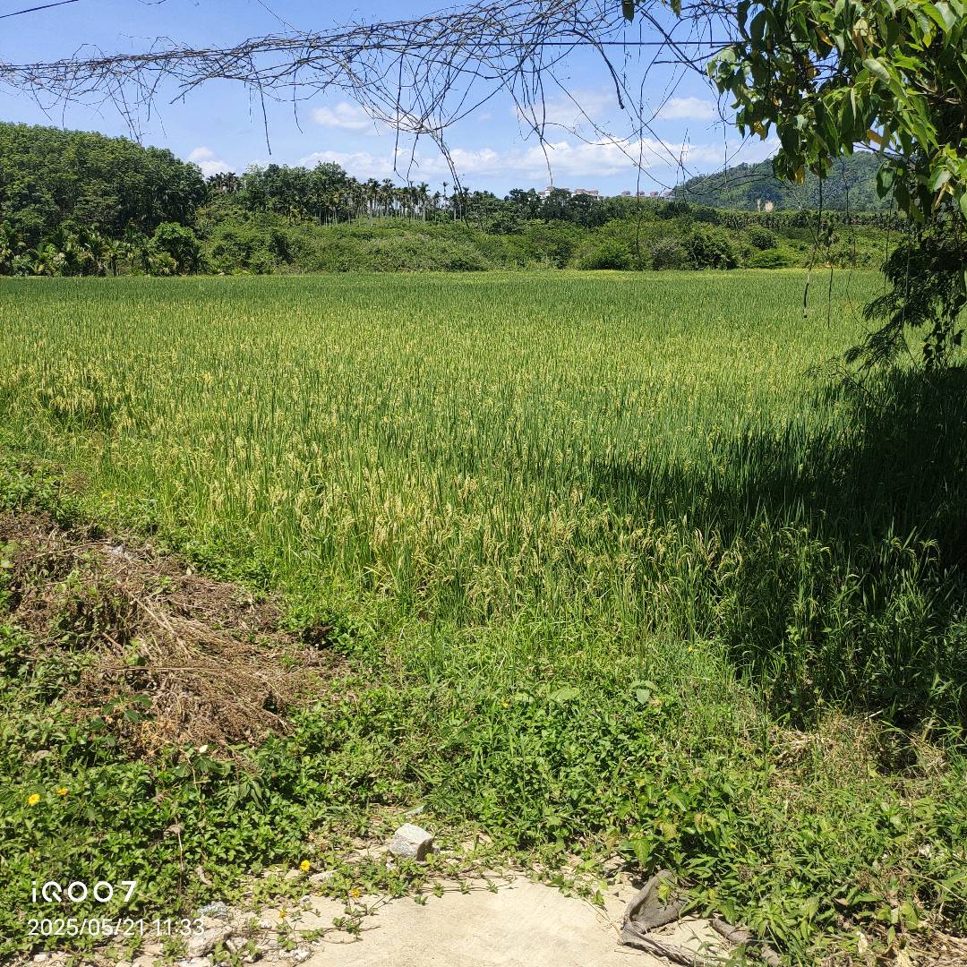 水稻根结线虫