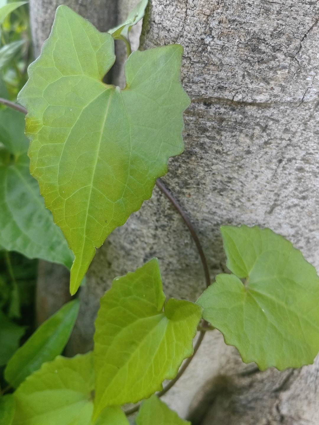 薇甘菊