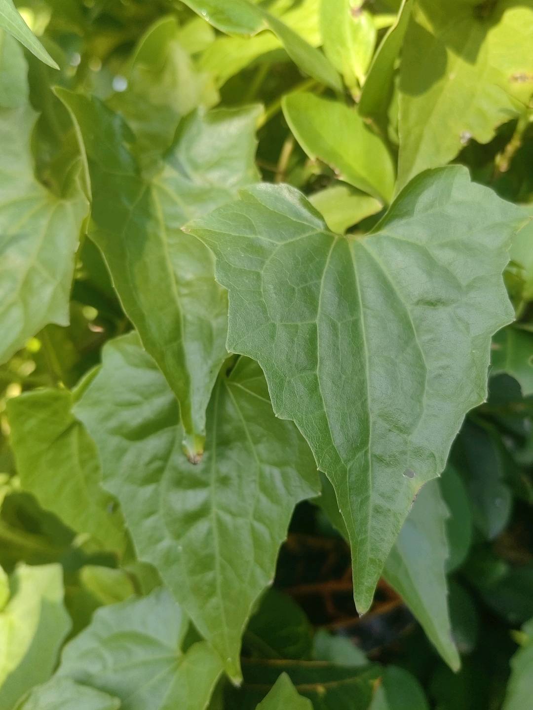 薇甘菊