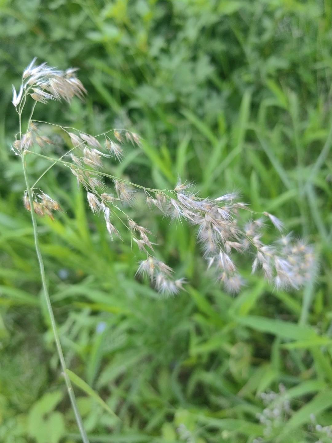 红毛草