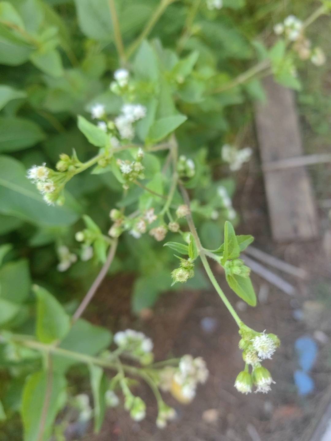 假臭草