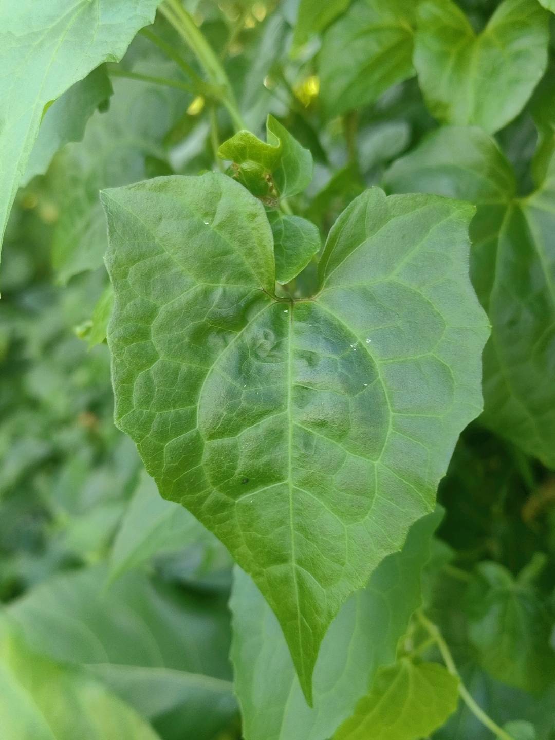 薇甘菊