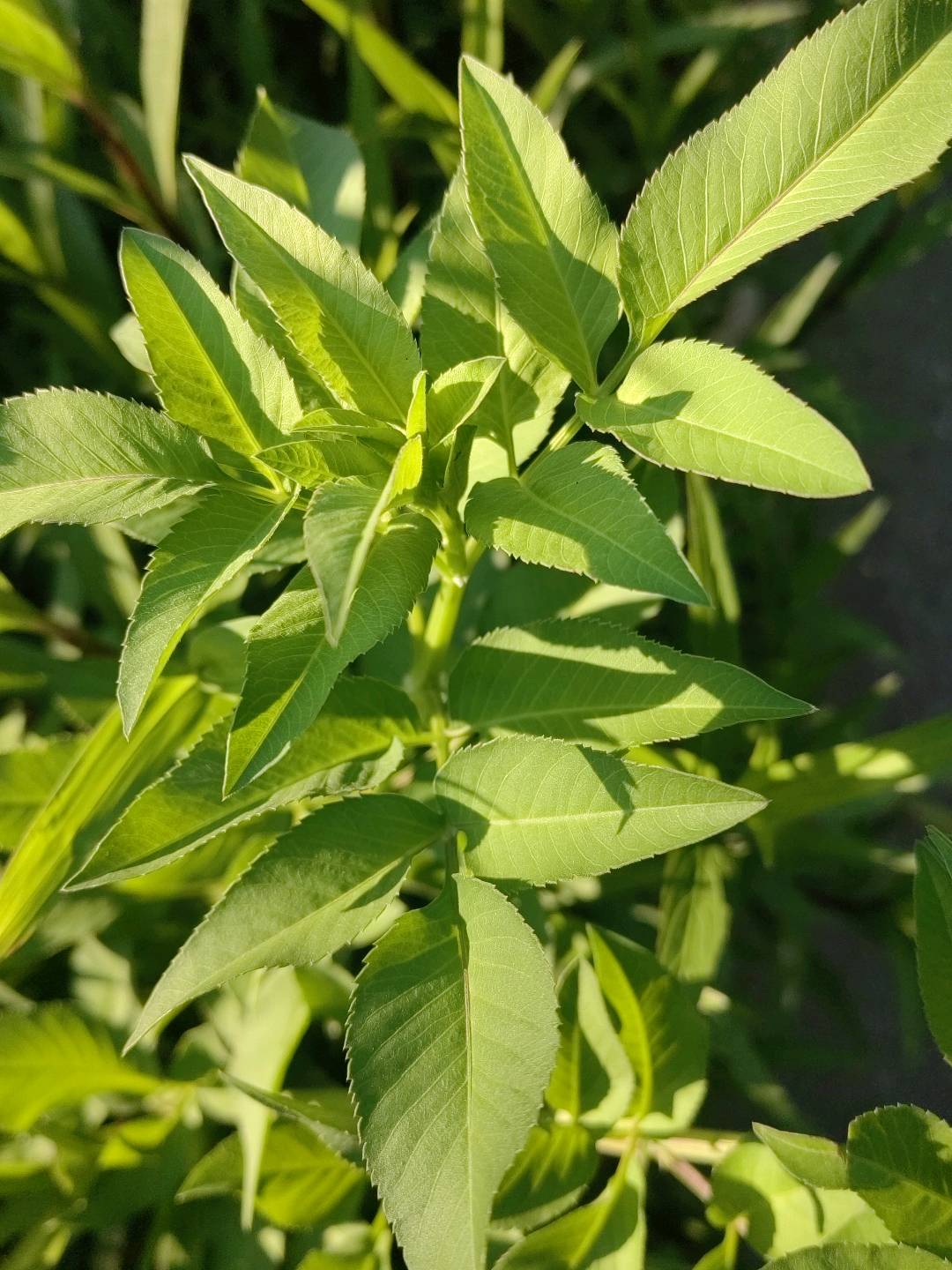 白花鬼针草
