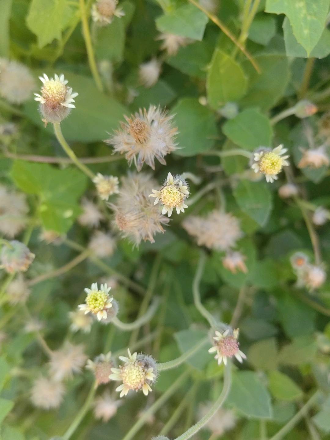 羽芒菊