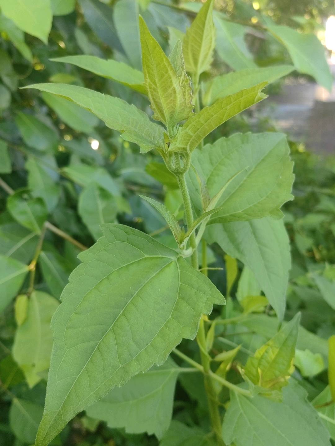飞机草
