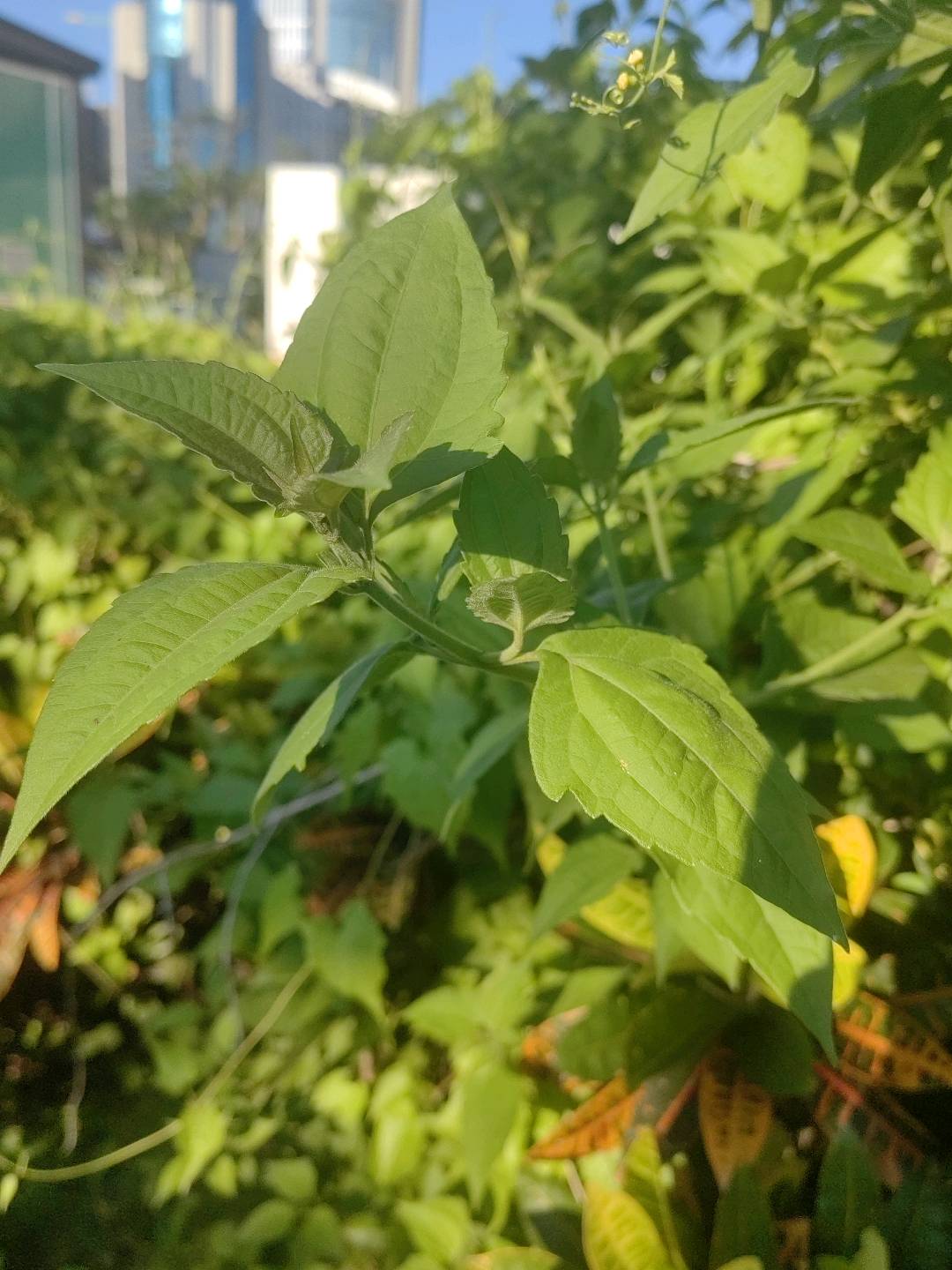 飞机草