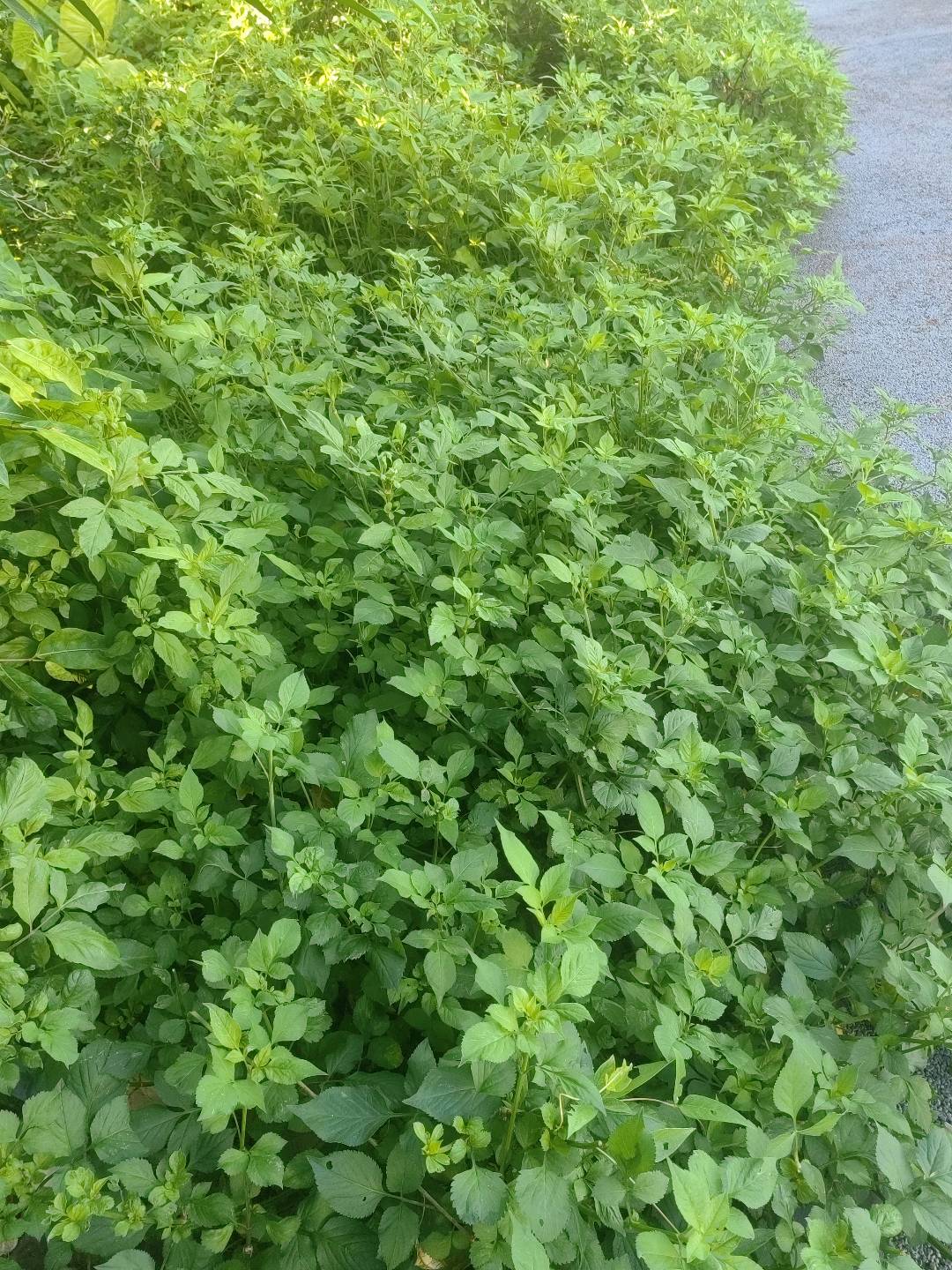 鬼针草