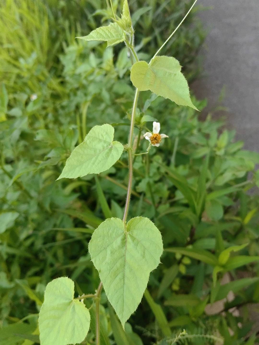 龙珠果