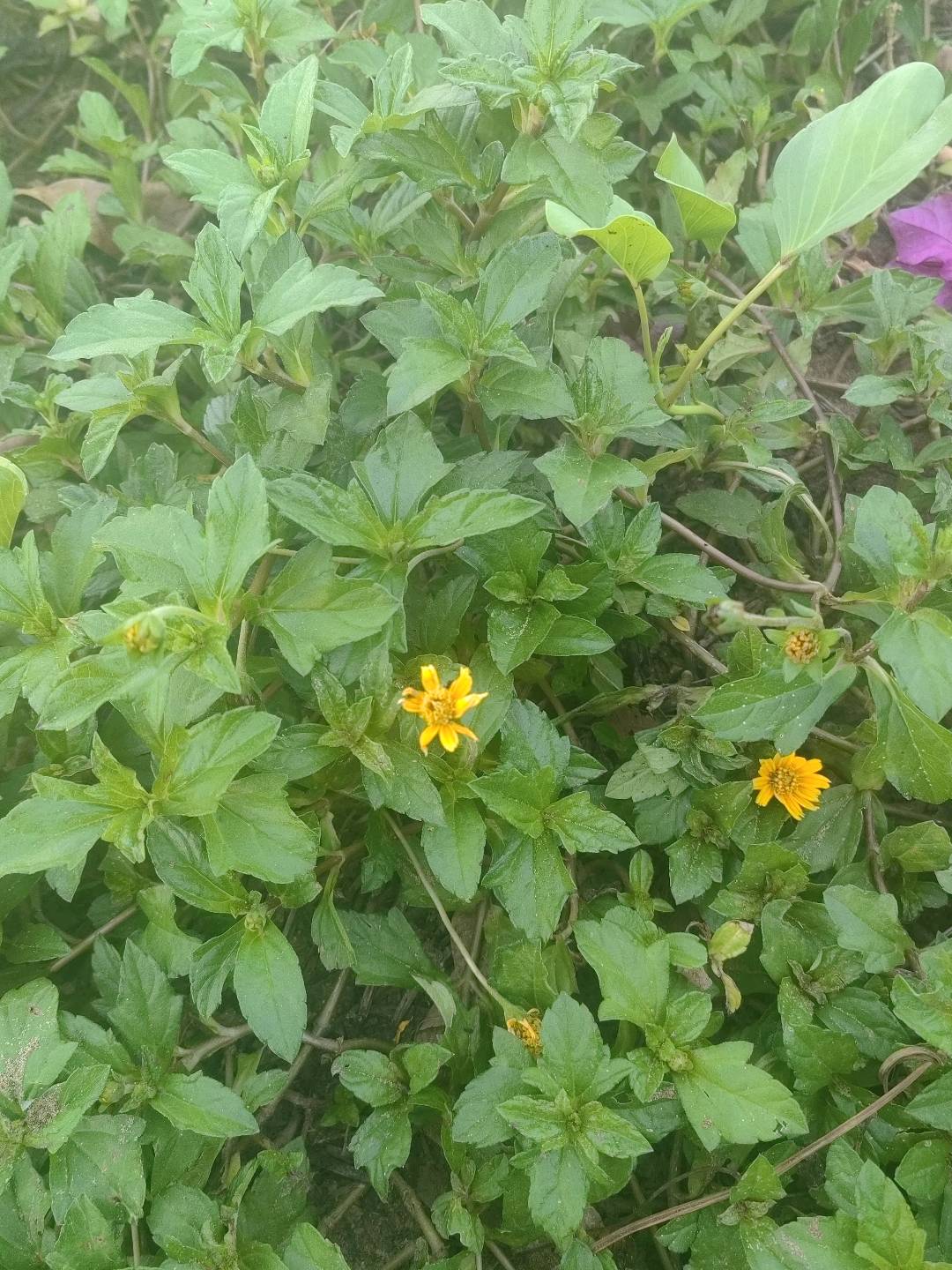 南美蟛蜞菊