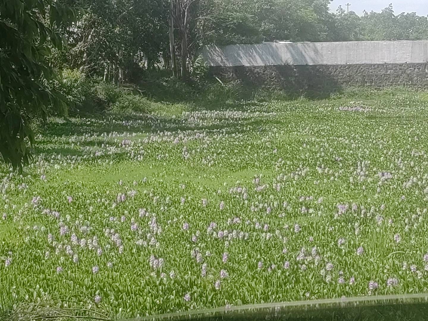 水葫芦