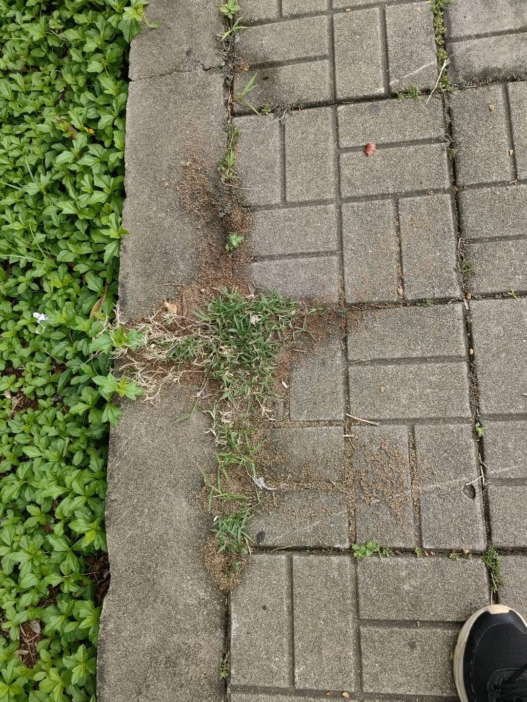 红火蚁