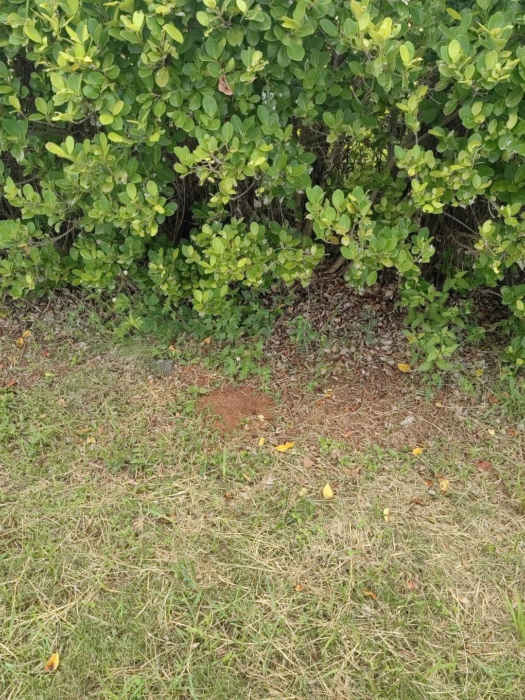 红火蚁