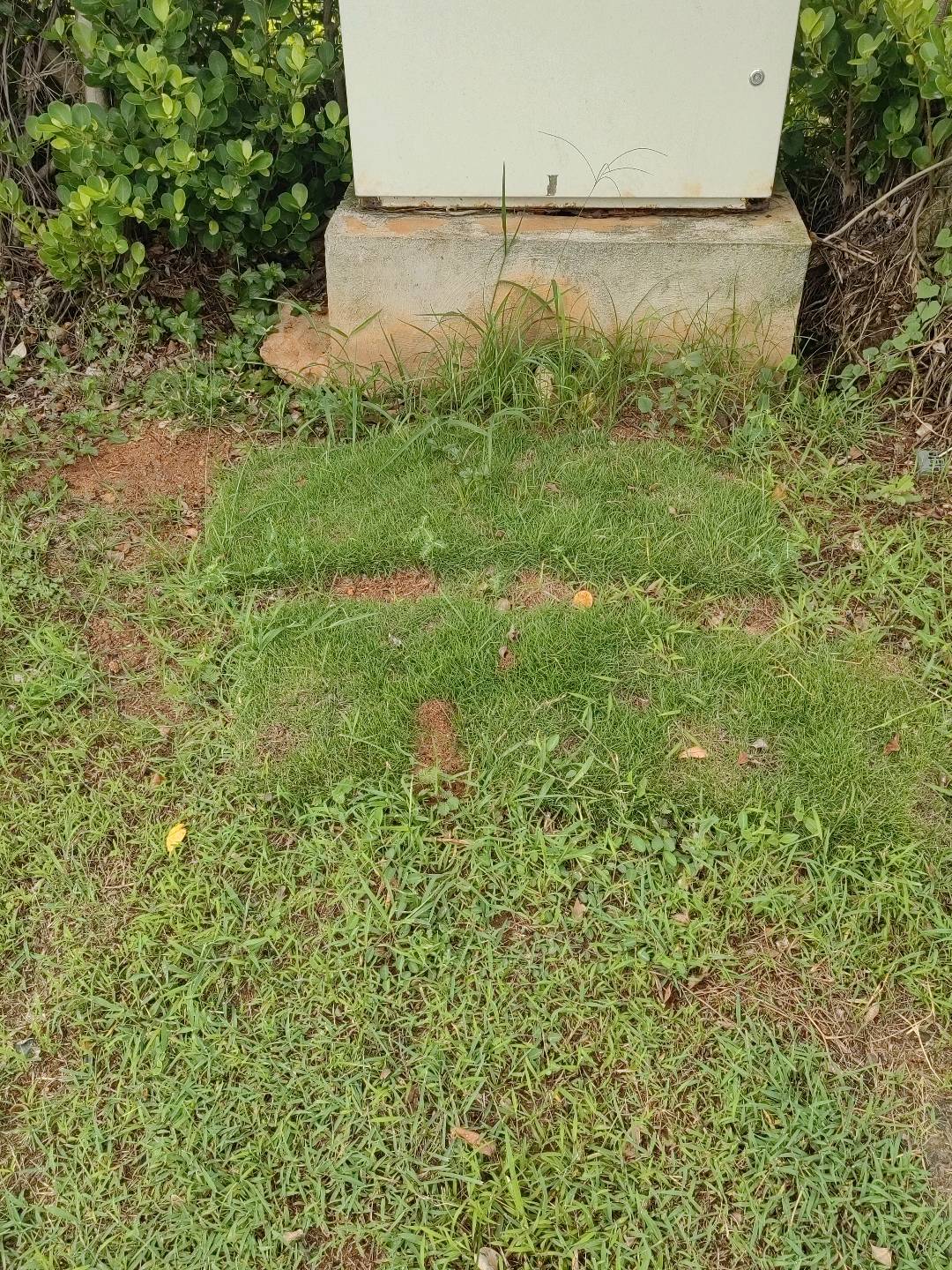 红火蚁