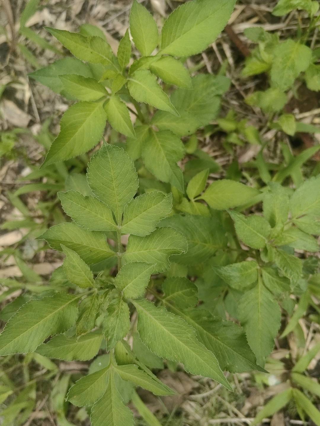 白花鬼针草