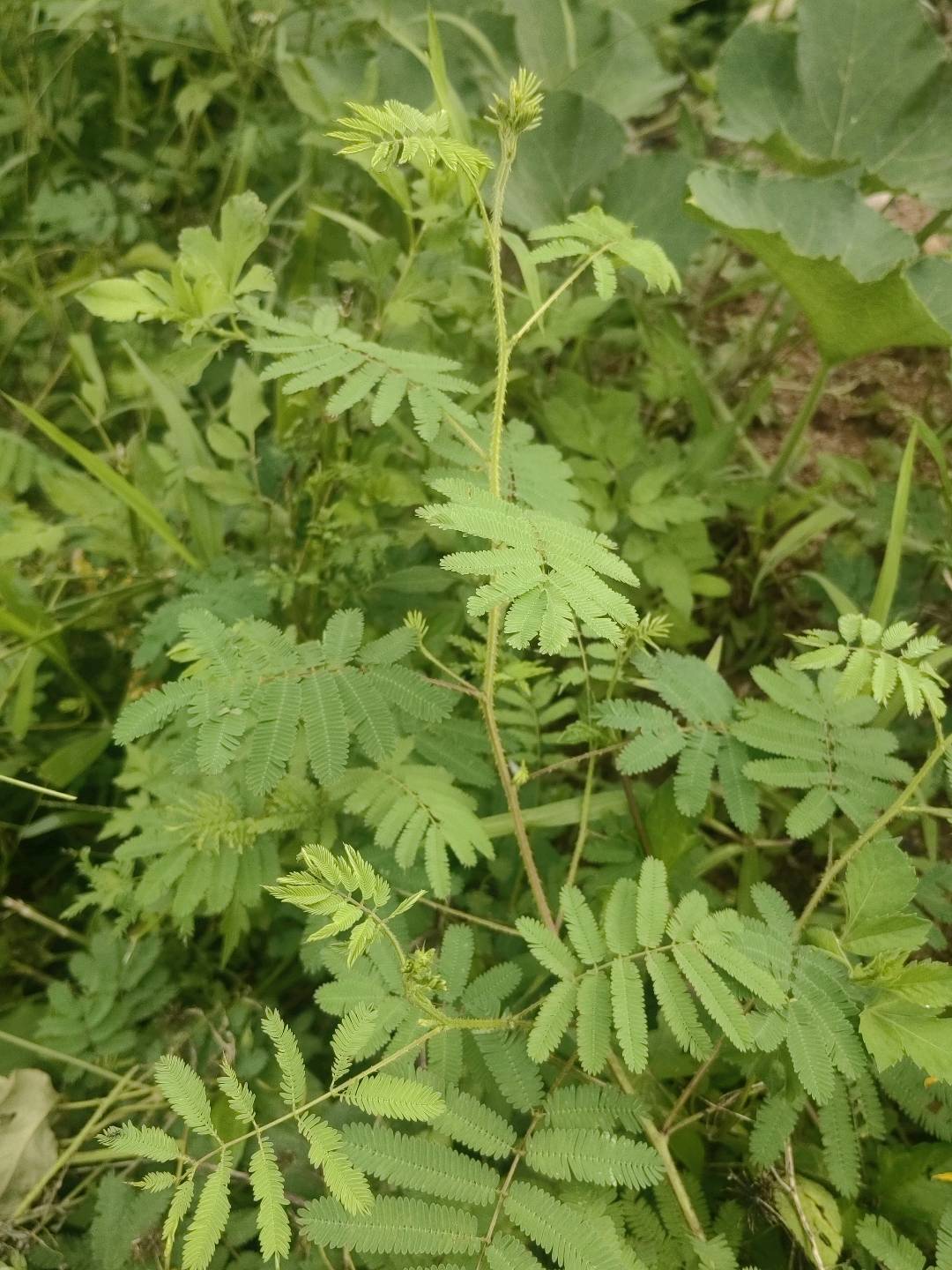 巴西含羞草