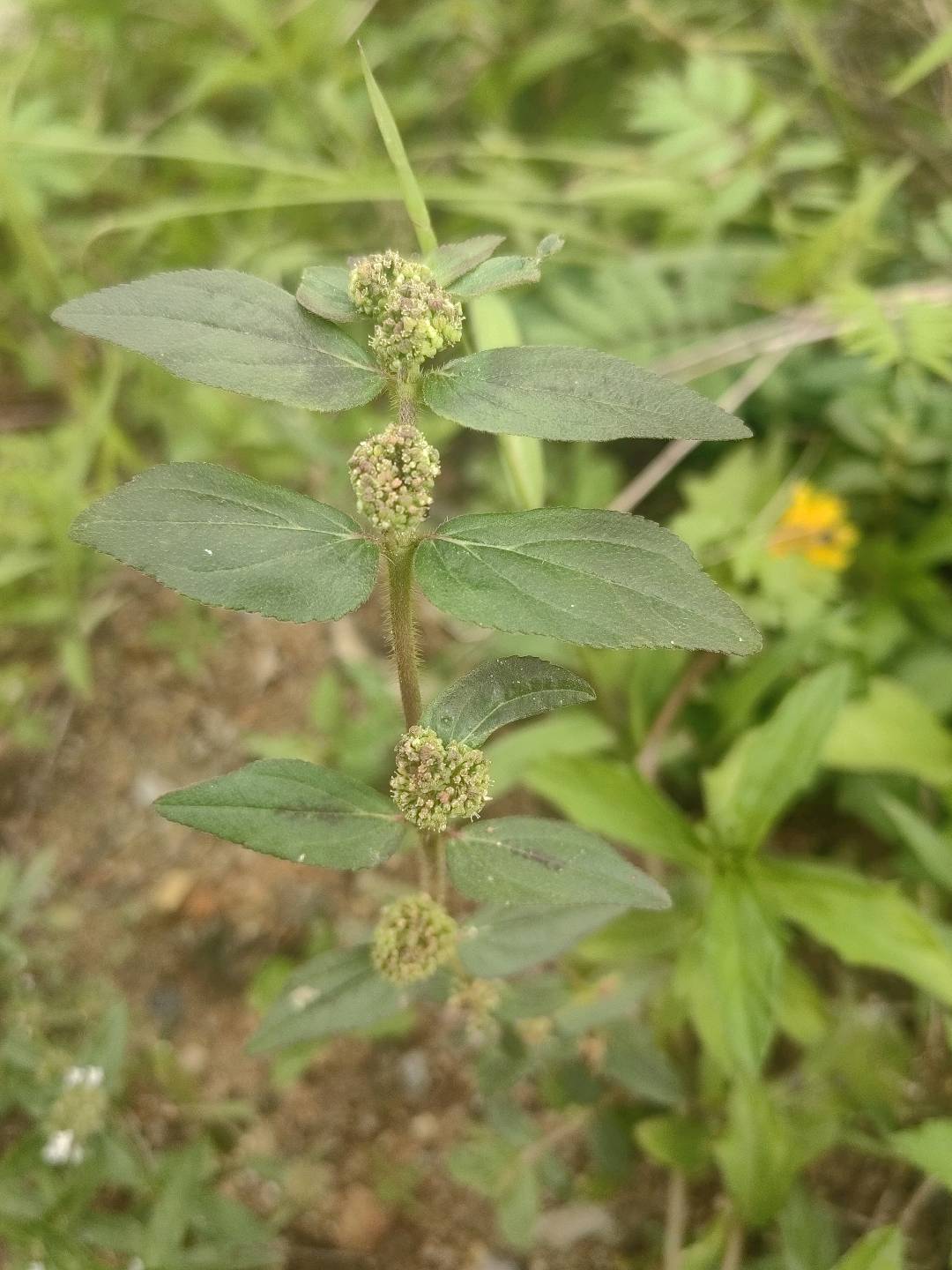 飞扬草