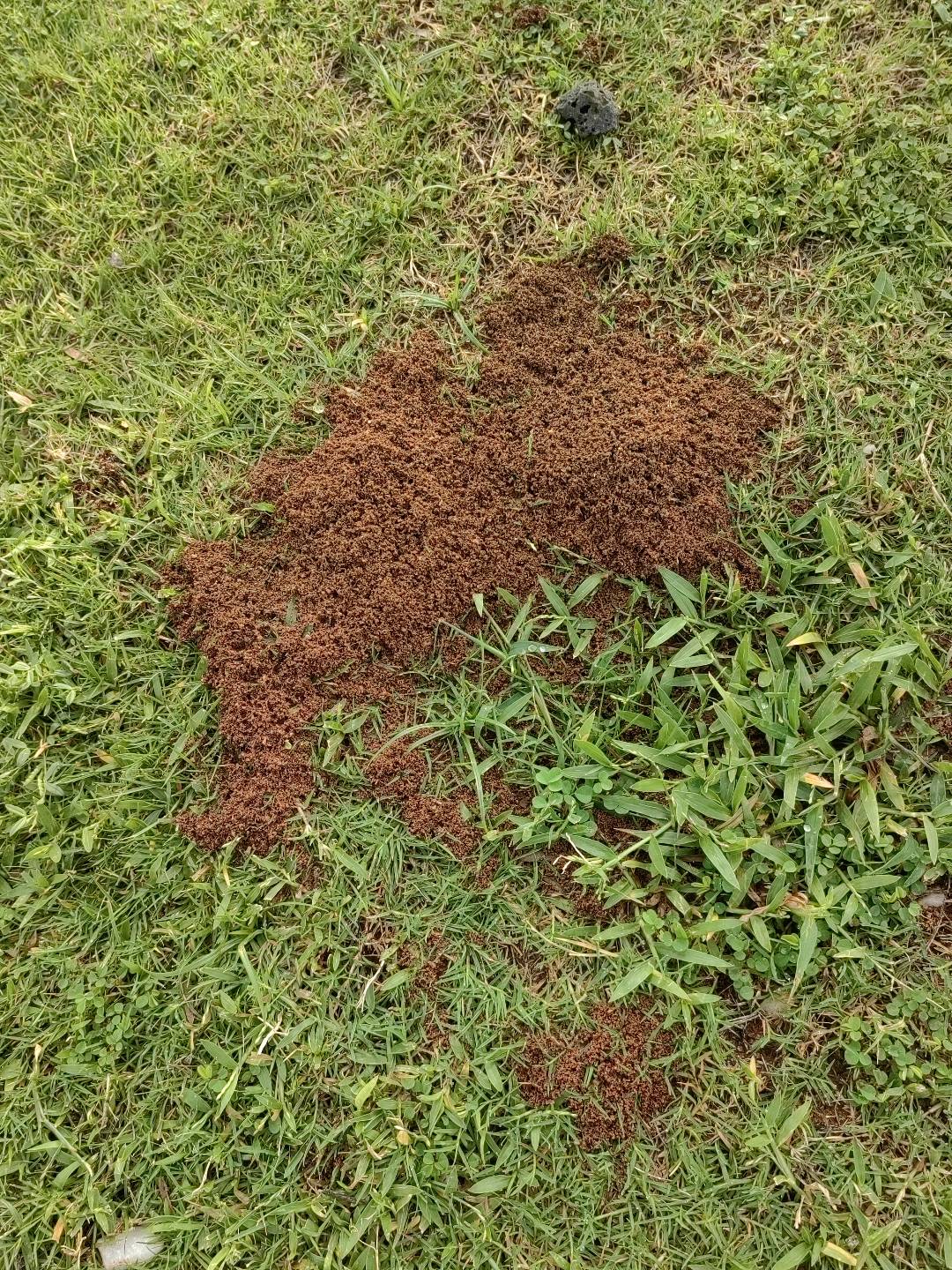 红火蚁