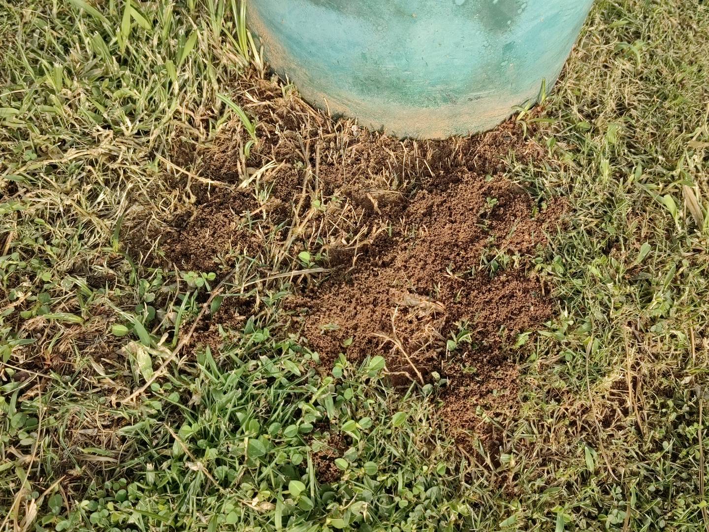 红火蚁