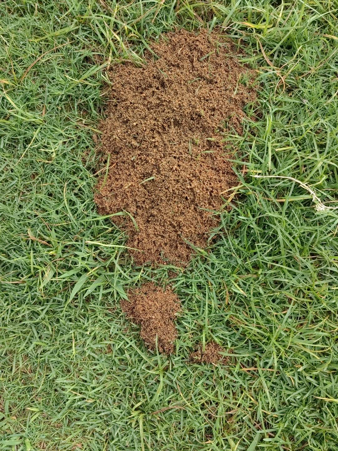 红火蚁