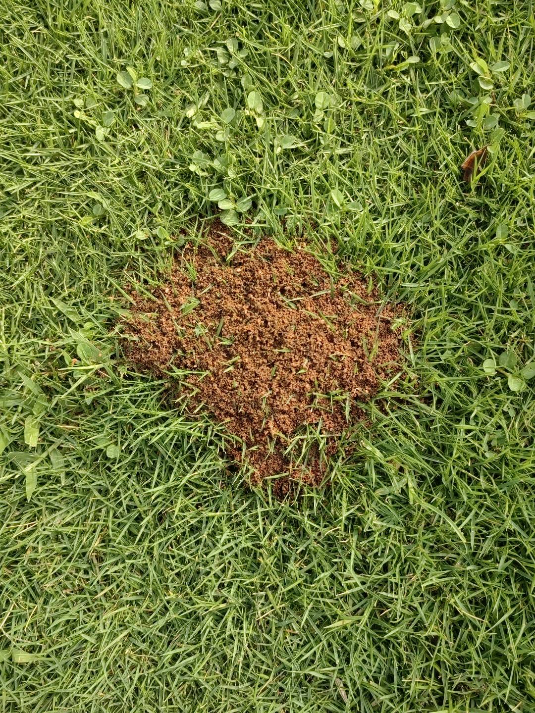 红火蚁