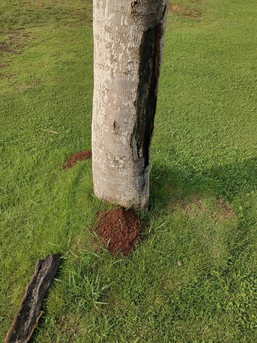 红火蚁