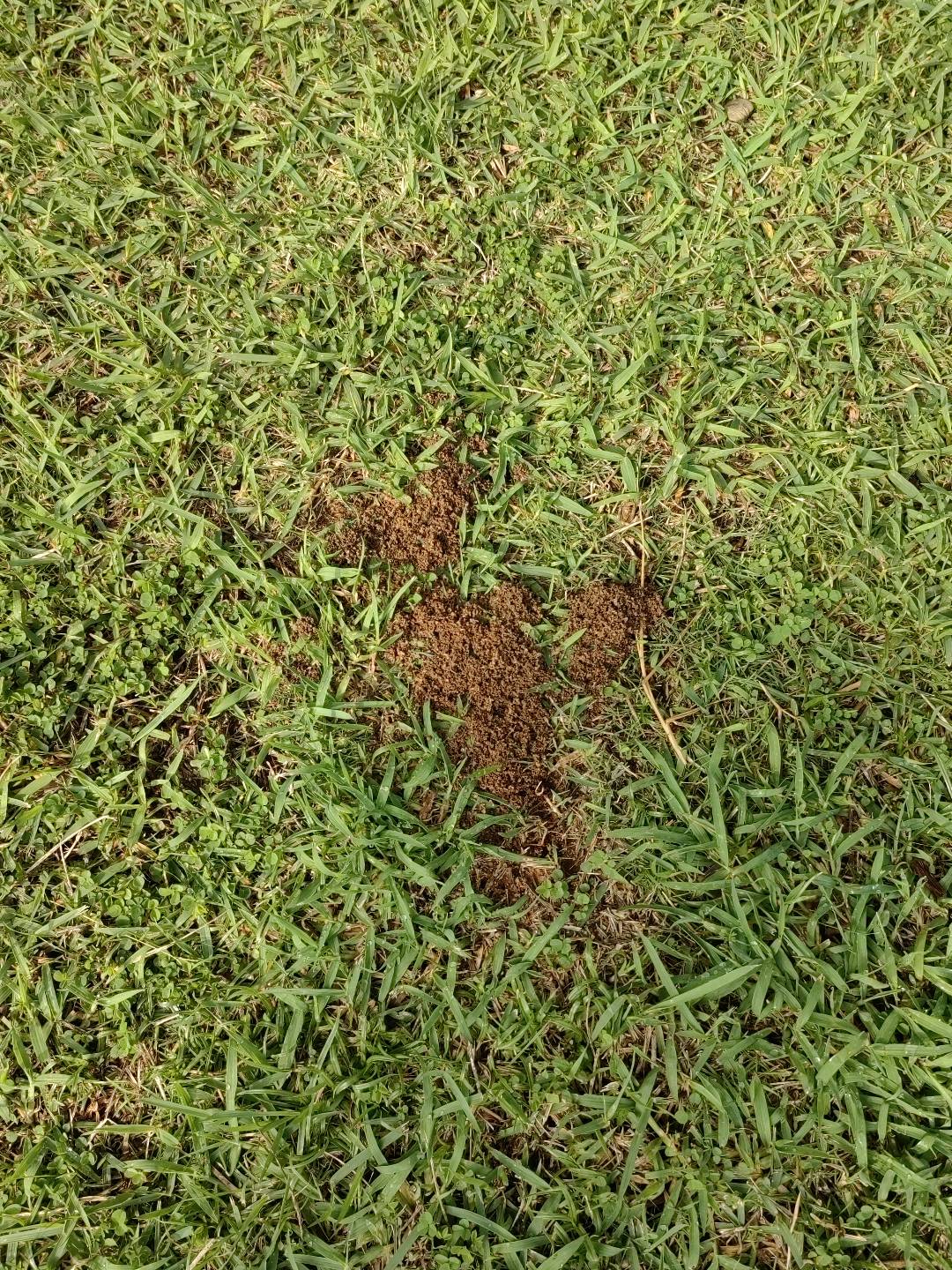 红火蚁