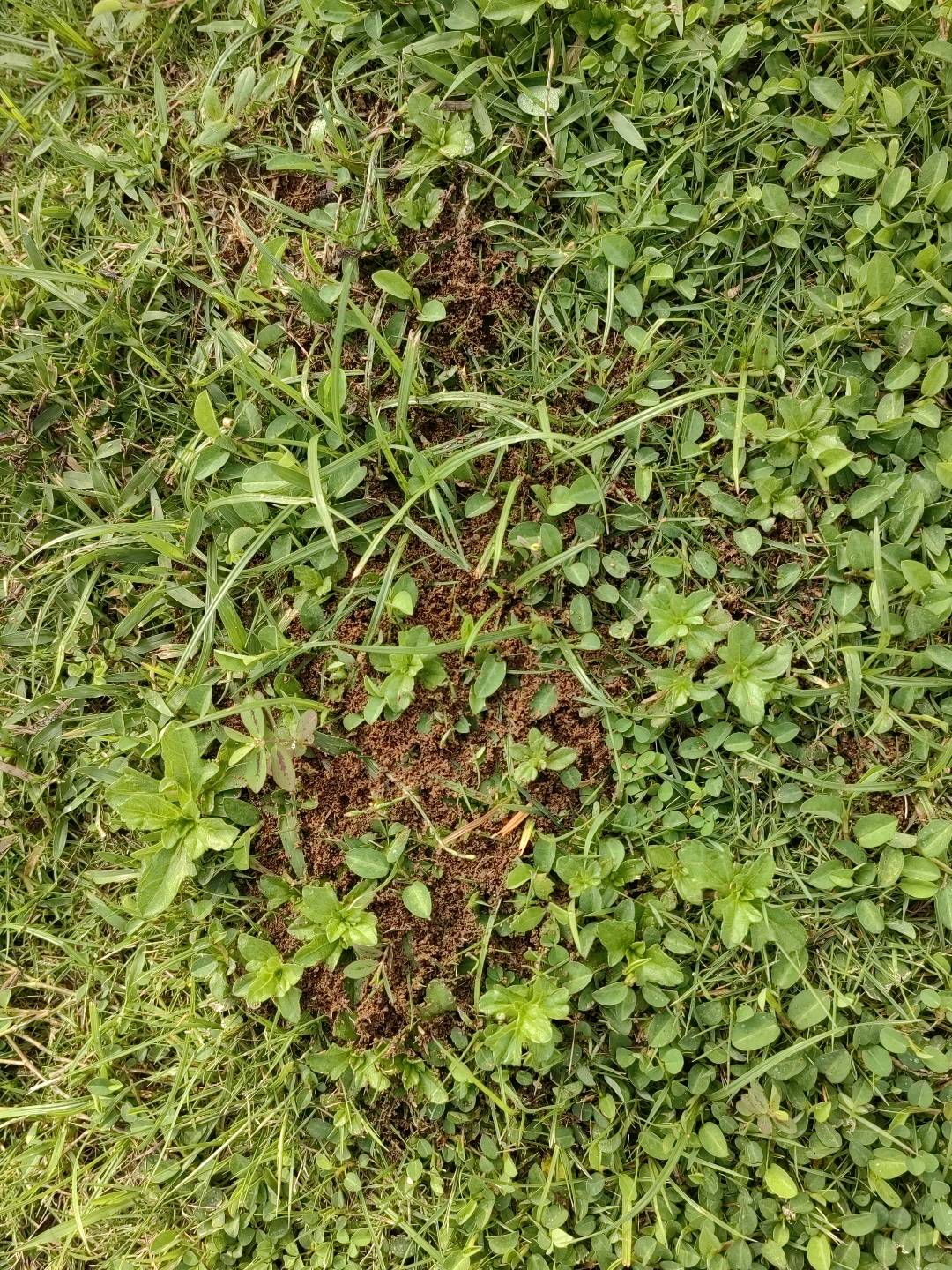 红火蚁