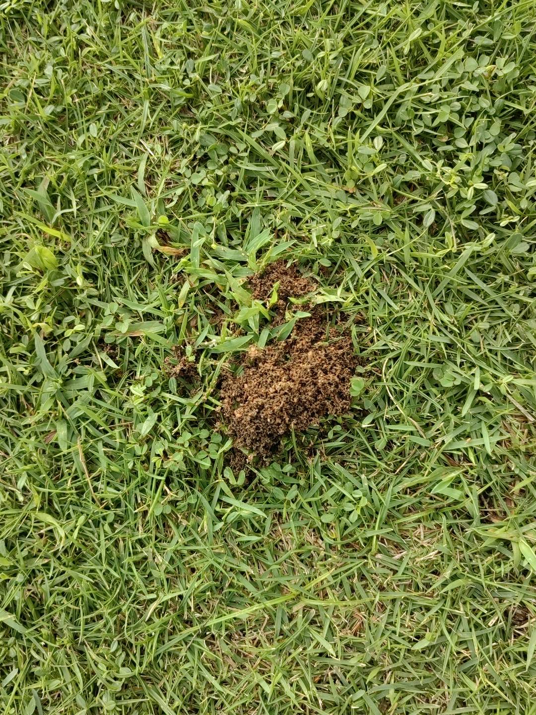 红火蚁