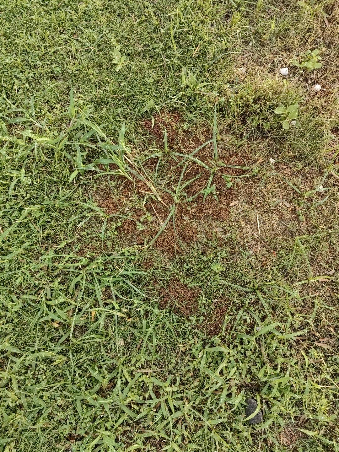 红火蚁