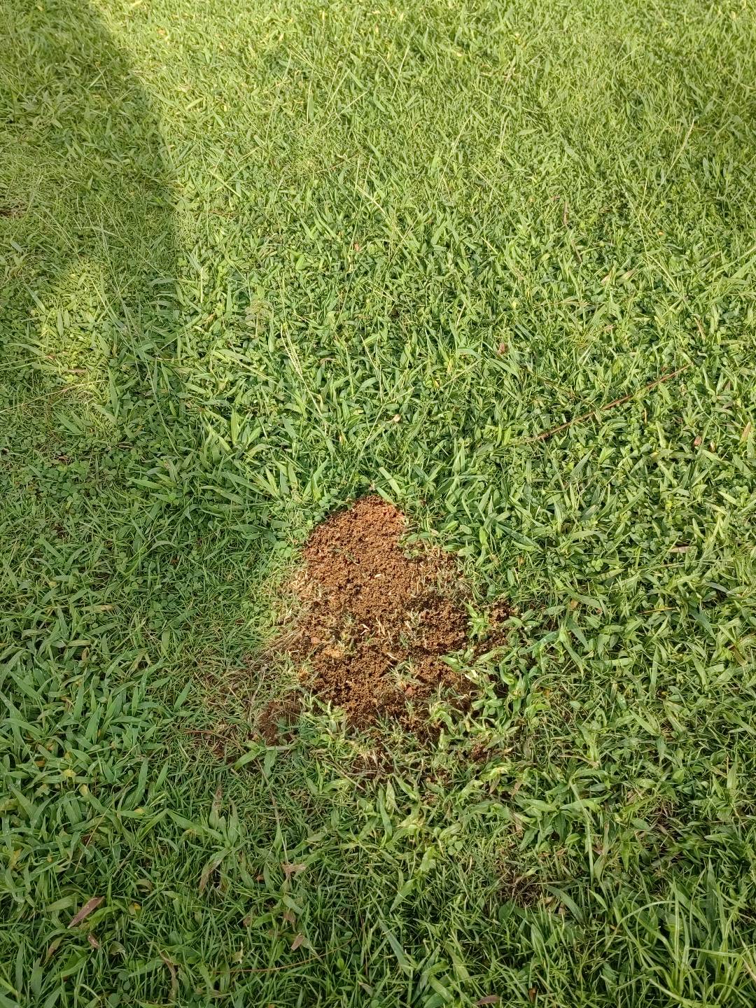 红火蚁