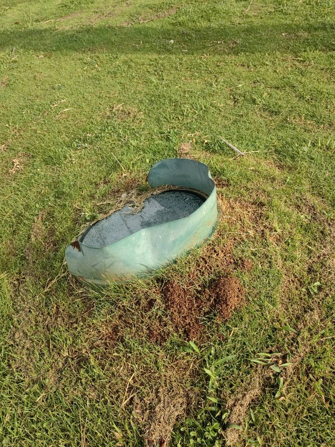 红火蚁