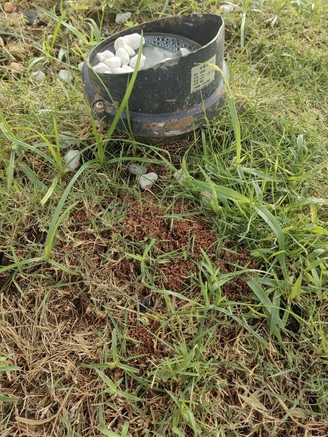 红火蚁