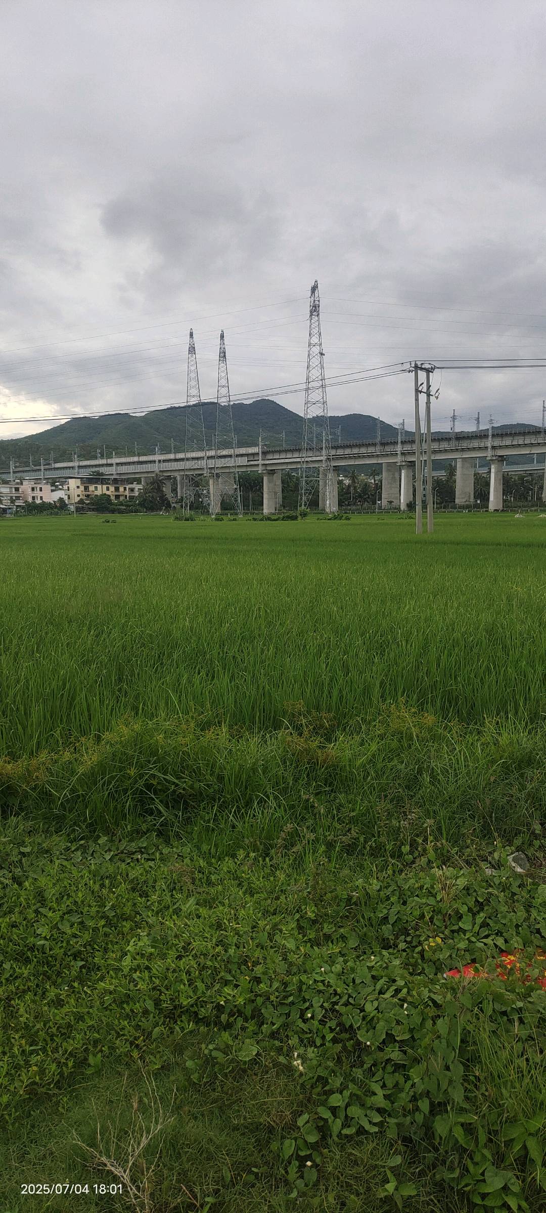 水稻根结线虫