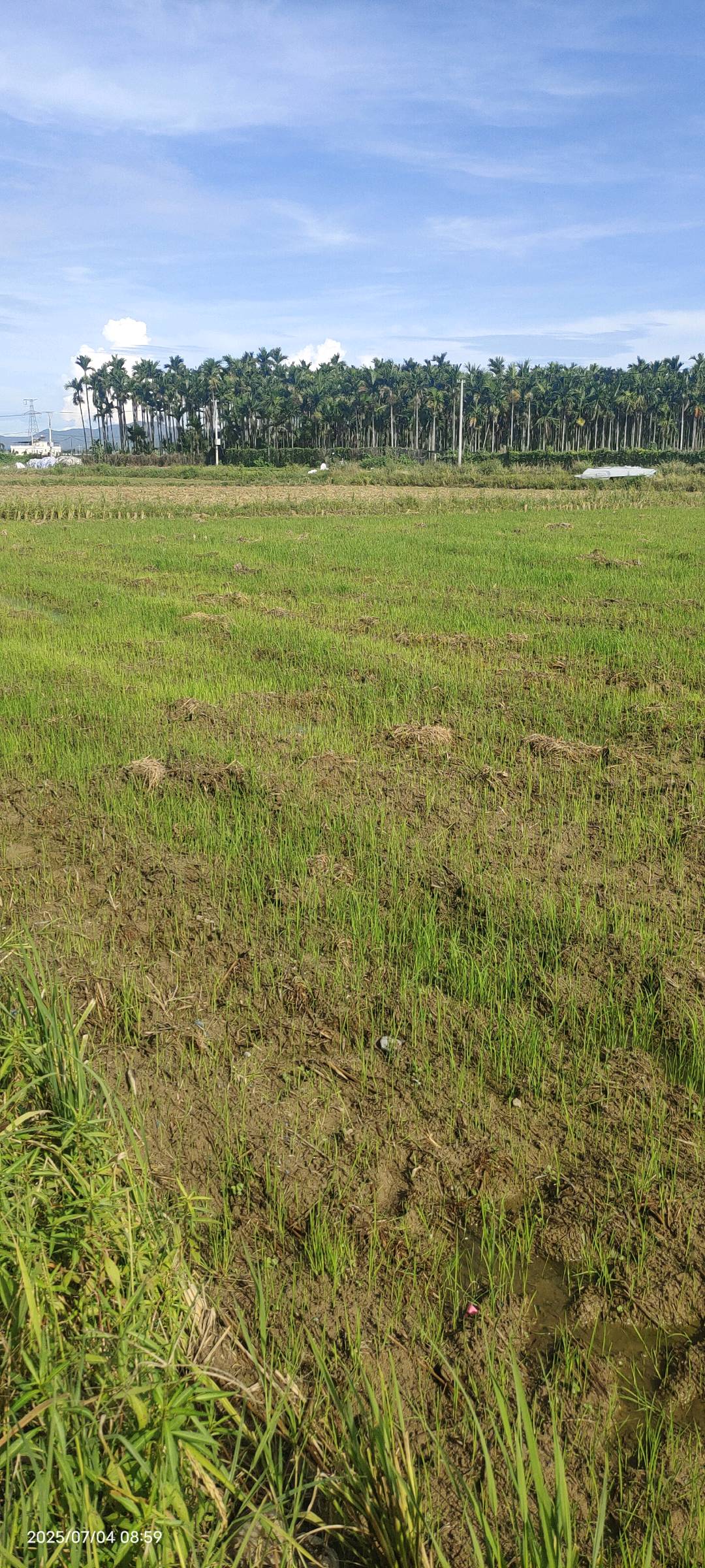 水稻根结线虫