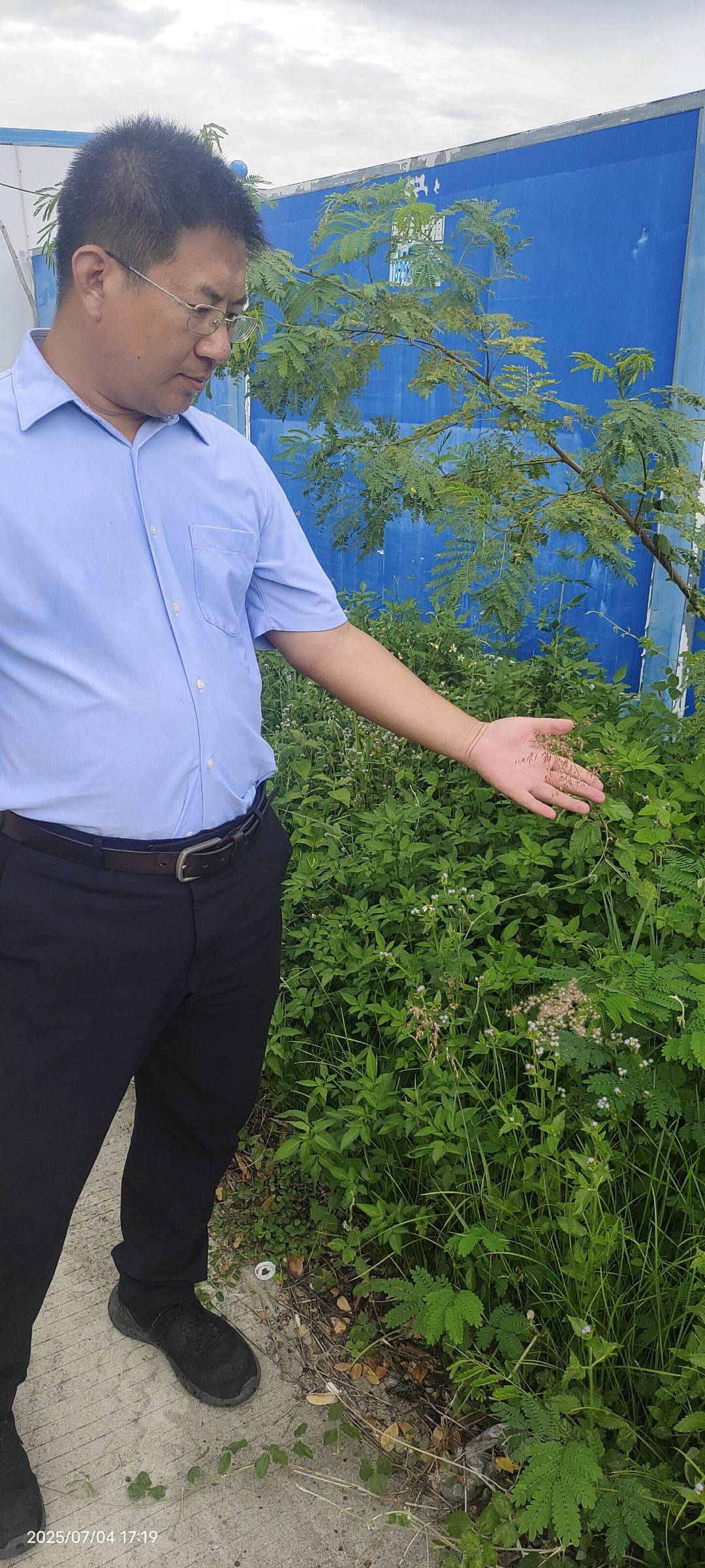 红毛草