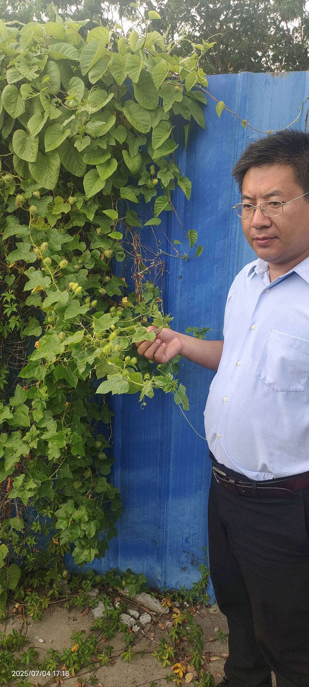 龙珠果