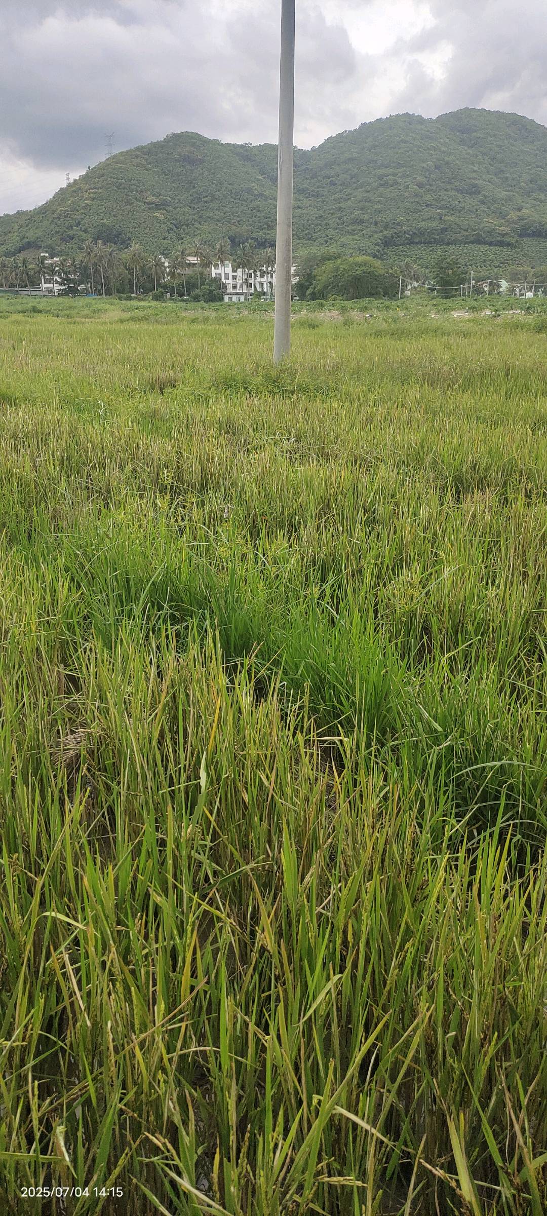 水稻根结线虫