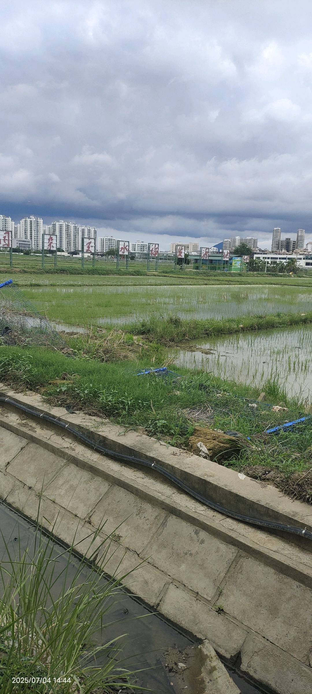 水稻根结线虫