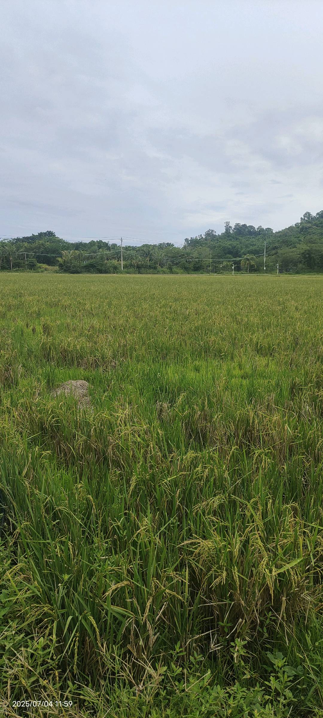水稻根结线虫