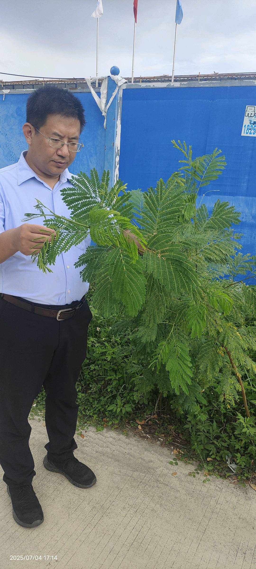 光荚含羞草